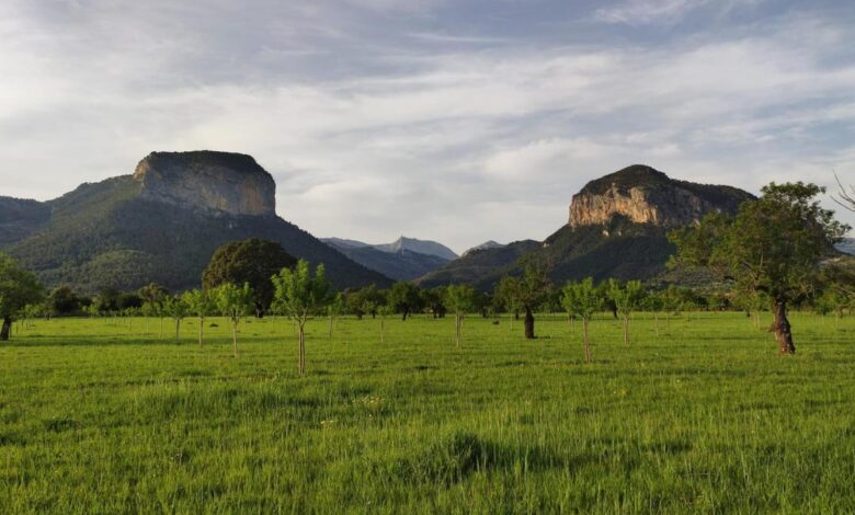 las-illes-balears-son-la-comunidad-autonoma-de-espana-con-mejor-porcentaje-de-pago-de-ayudas-a-los-agricultores-y-ganaderos