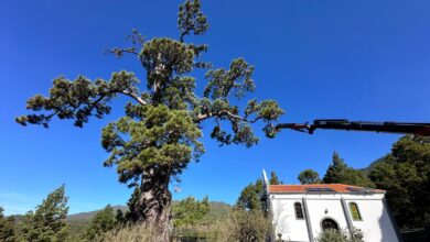 transicion-ecologica-trabaja-en-el-cuidado-y-conservacion-del-pino-de-la-virgen-de-el-paso