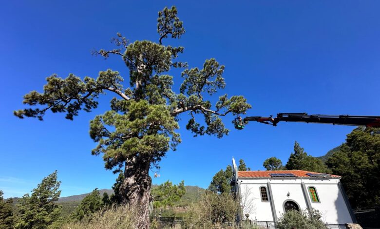 transicion-ecologica-trabaja-en-el-cuidado-y-conservacion-del-pino-de-la-virgen-de-el-paso