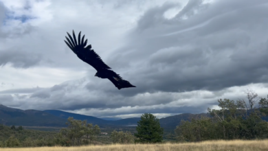 la-comunidad-de-madrid-duplica-la-poblacion-de-buitre-negro,-una-de-las-aves-mas-amenazadas-de-europa