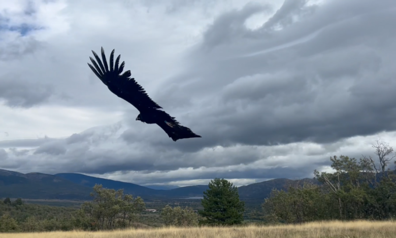 la-comunidad-de-madrid-duplica-la-poblacion-de-buitre-negro,-una-de-las-aves-mas-amenazadas-de-europa