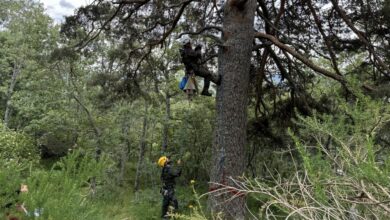 la-comunidad-de-madrid-exhibe-ante-expertos-de-toda-espana-sus-programas-de-proteccion-de-aves