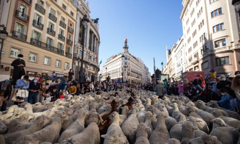 la-comunidad-de-madrid,-escenario-de-un-encuentro-internacional-en-defensa-de-la-trashumancia-como-patrimonio-cultural-de-la-humanidad