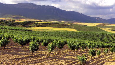 el-departamento-de-alimentacion,-desarrollo-rural,-agricultura-y-pesca-del-gobierno-vasco-abonara-hoy-a-319-personas-viticultoras-de-rioja-alavesa-una-ayuda-total-de-3-millones-de-euros-por-“cosechas-en-verde”