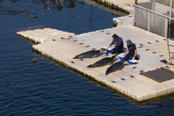 esta-fin-de-semana-volven-as-‘aventuras-coas-focas’-ao-aquarium-finisterrae,-con-14-sesions-previstas-ata-finais-de-ano