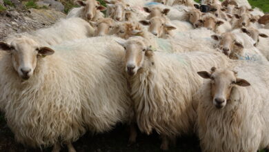 euskadi-intensifica-la-prevencion-para-proteger-al-ganado-ovino-y-bovino-contra-la-enfermedad-de-la-“lengua-azul”