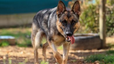 la-comunidad-de-madrid-logra-la-adopcion-de-mas-del-80%-de-los-perros-en-sus-centros-de-acogida