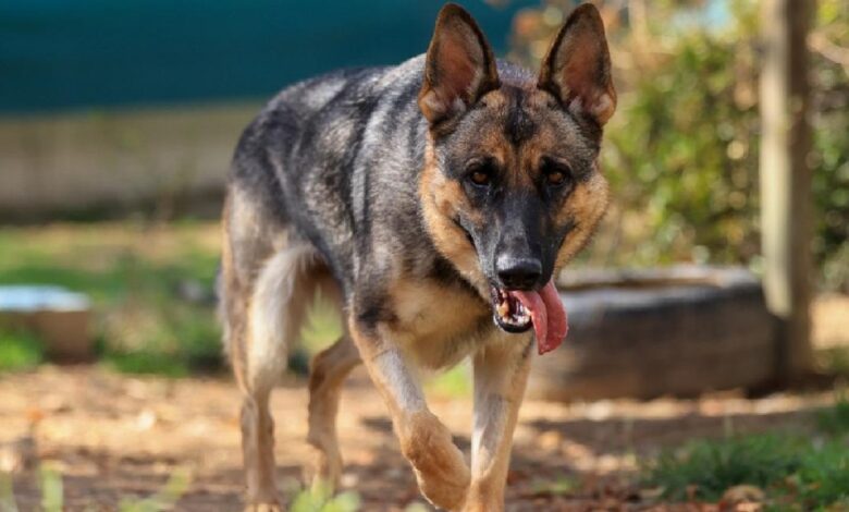 la-comunidad-de-madrid-logra-la-adopcion-de-mas-del-80%-de-los-perros-en-sus-centros-de-acogida