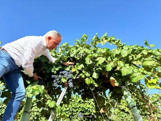 el-gobierno-regional-abona-3,8-millones-de-euros-en-ayudas-vinati-a-quince-cooperativas-y-bodegas-de-la-provincia