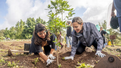 turismo-organiza-una-reforestacion-con-la-plantacion-de-180-arboles-en-la-que-participan-ochenta-profesionales