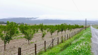 el-cultivo-de-nogales,-una-oportunidad-de-negocio-para-la-agricultura-vasca