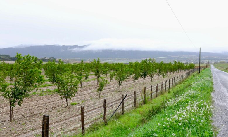 el-cultivo-de-nogales,-una-oportunidad-de-negocio-para-la-agricultura-vasca