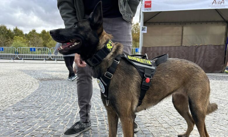 la-comunidad-de-madrid-duplica-los-nuevos-hogares-para-animales-de-compania-en-su-xix-salon-de-la-adopcion