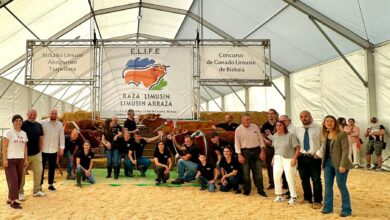 la-xxxvii-feria-y-mercado-agroganadero-de-zamudio,-excelente-muestra-del-ganado-limousin-de-bizkaia