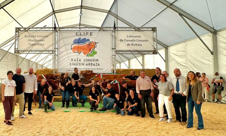 la-xxxvii-feria-y-mercado-agroganadero-de-zamudio,-excelente-muestra-del-ganado-limousin-de-bizkaia