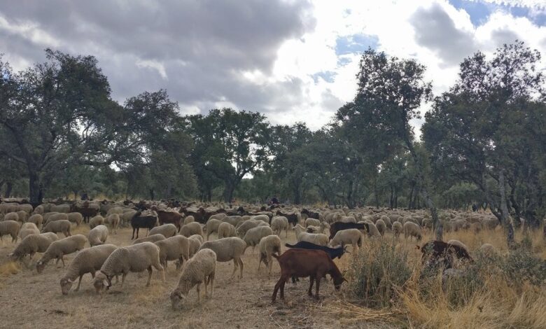 el-ayuntamiento-lanza-un-nuevo-contrato-para-el-aprovechamiento-de-pastos-en-el-area-forestal-de-tres-cantos