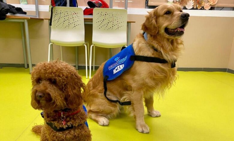 el-hospital-publico-gregorio-maranon-y-la-asociacion-‘perros-azules’-renuevan-el-programa-‘cuenta-conmigo’-para-ninos-y-adolescentes-ingresados-en-la-unidad-de-psiquiatria