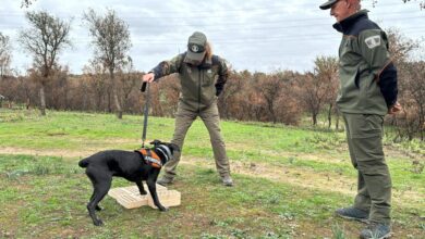 la-comunidad-de-madrid-incorpora-dos-perros-especializados-para-investigar-las-causas-de-los-incendios-forestales