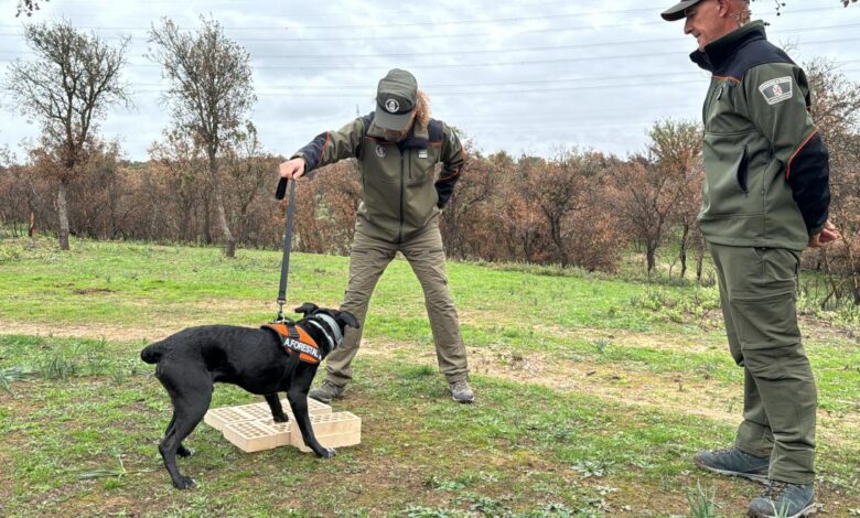 la-comunidad-de-madrid-incorpora-dos-perros-especializados-para-investigar-las-causas-de-los-incendios-forestales