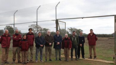 el-gobierno-regional-convierte-la-provincia-de-ciudad-real-en-un-territorio-clave-para-el-lince-iberico-tras-liberar-55-ejemplares-desde-2014