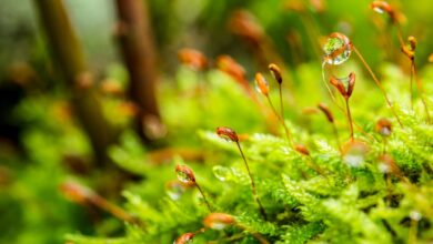 las-innovadoras-soluciones-de-la-palma-basadas-en-la-naturaleza