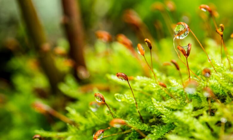 las-innovadoras-soluciones-de-la-palma-basadas-en-la-naturaleza