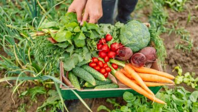 la-comunidad-de-madrid-exhibe-en-biocultura-2024-su-oferta-de-alimentos-ecologicos-con-actividades,-catas-y-talleres-familiares