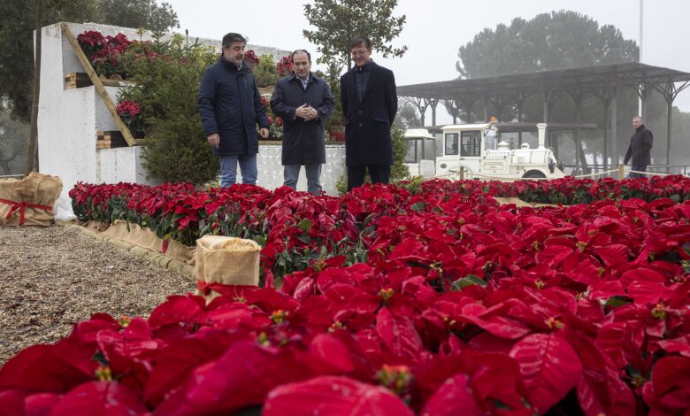 la-navidad-en-el-parque-de-juan-carlos-i:-un-tren-electrico-y-un-jardin-efimero-con-2.200-flores-de-pascua,-abetos-y-porticos-iluminados