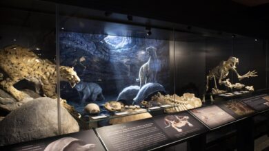 el-museo-arqueologico-y-paleontologico-de-la-comunidad-de-madrid-organiza-una-mesa-redonda-para-abordar-el-papel-de-la-mujer-en-la-paleontologia