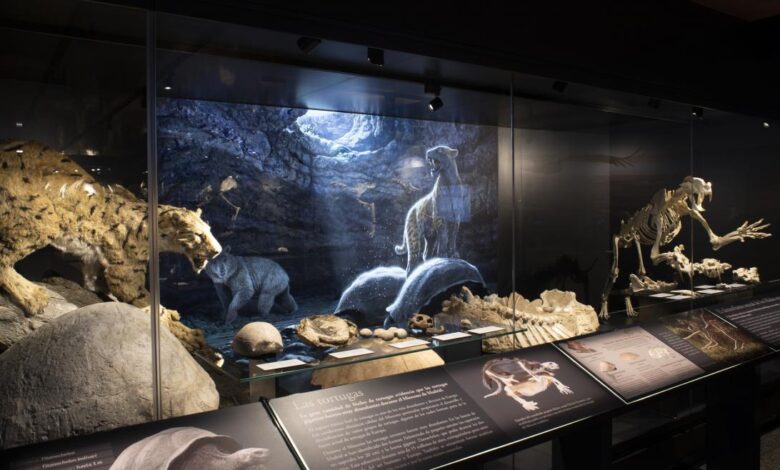 el-museo-arqueologico-y-paleontologico-de-la-comunidad-de-madrid-organiza-una-mesa-redonda-para-abordar-el-papel-de-la-mujer-en-la-paleontologia