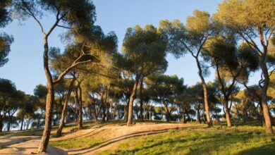 la-comunidad-de-madrid-declara-bic-a-la-dehesa-de-la-villa-de-la-capital-en-la-categoria-de-paisaje-cultural