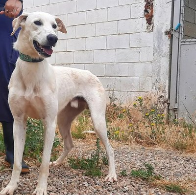 la-diputacion-de-zaragoza-anima-a-adoptar-alguno-de-los-perros-de-su-centro-de-proteccion-animal-de-movera