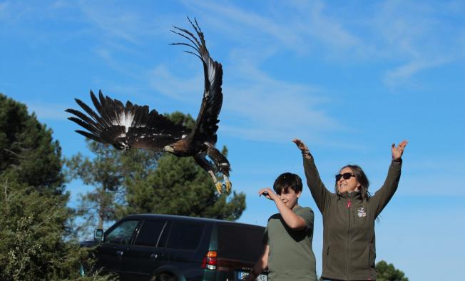 el-gobierno-regional-devuelve-a-su-medio-natural-a-cinco-aves-rapaces-recuperadas-en-el-ceri-de-sevilleja-de-la-jara,-dos-nacidas-en-cautividad