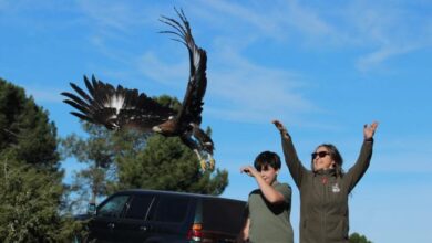 el-gobierno-regional-devuelve-a-su-medio-natural-a-cinco-aves-rapaces-recuperadas-en-el-ceri-de-sevilleja-de-la-jara,-dos-nacidas-en-cautividad