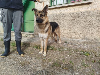 el-centro-de-proteccion-animal-de-la-dpz-recogio-el-ano-pasado-207-perros-sin-dueno-y-dio-en-adopcion-un-total-de-193