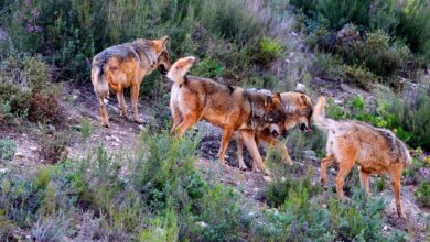 la-comunidad-de-madrid-duplicara-las-ayudas-para-prevenir-ataques-de-lobos-a-ganaderia-extensiva