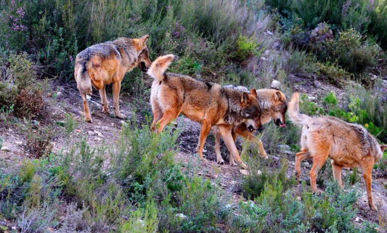 la-comunidad-de-madrid-duplicara-las-ayudas-para-prevenir-ataques-de-lobos-a-ganaderia-extensiva