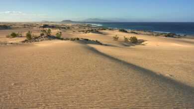 transicion-ecologica-trabaja-en-la-restauracion-del-sistema-dunar-del-parque-natural-de-corralejo-en-fuerteventura