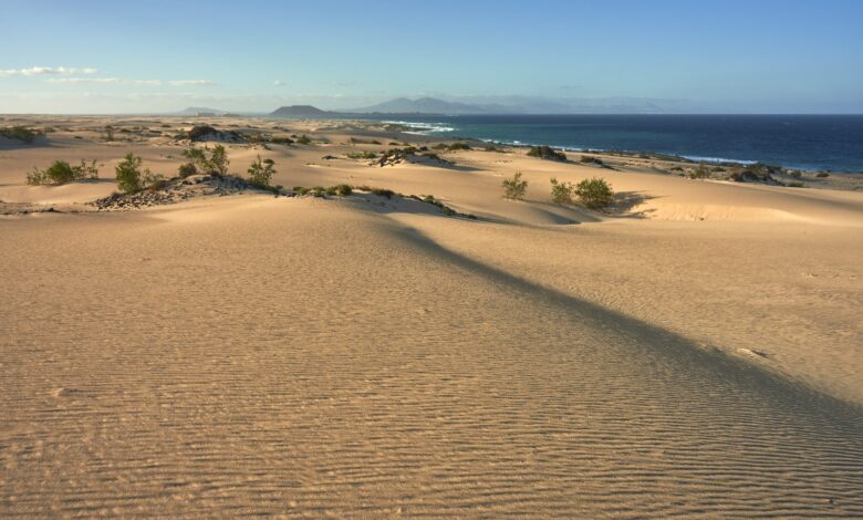 transicion-ecologica-trabaja-en-la-restauracion-del-sistema-dunar-del-parque-natural-de-corralejo-en-fuerteventura