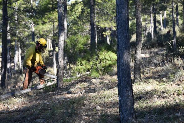 el-gobierno-regional-invertira-cerca-de-10-millones-de-euros-en-el-tratamiento-de-los-montes-de-cuenca-para-prevenir-incendios-forestales