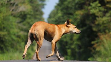 la-comunidad-de-madrid-aumento-un-8,8%-las-adopciones-de-animales-de-compania-y-redujo-un-3%-los-abandonos-de-perros