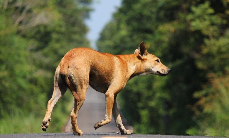 la-comunidad-de-madrid-aumento-un-8,8%-las-adopciones-de-animales-de-compania-y-redujo-un-3%-los-abandonos-de-perros