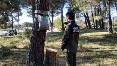 la-comunidad-de-madrid-controla-la-oruga-procesionaria-en-mas-de-65.000-hectareas-de-pinares