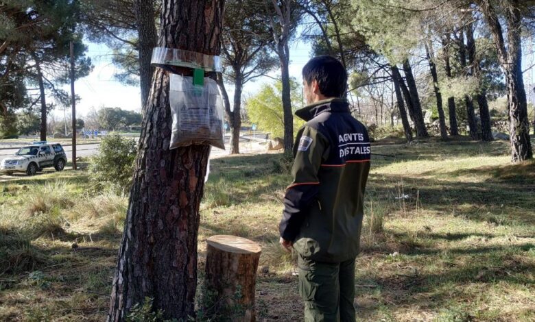 la-comunidad-de-madrid-controla-la-oruga-procesionaria-en-mas-de-65.000-hectareas-de-pinares