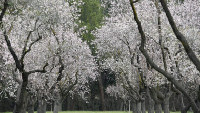 el-ayuntamiento-renueva-el-almendral-de-la-quinta-de-los-molinos-para-ofrecer-el-espectaculo-de-su-floracion-a-todos-los-visitantes