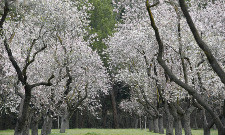 el-ayuntamiento-renueva-el-almendral-de-la-quinta-de-los-molinos-para-ofrecer-el-espectaculo-de-su-floracion-a-todos-los-visitantes