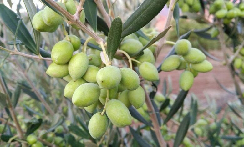 el-gobierno-de-canarias-concede-las-ayudas-del-posei-a-los-productores-de-olivo-y-aloe-vera