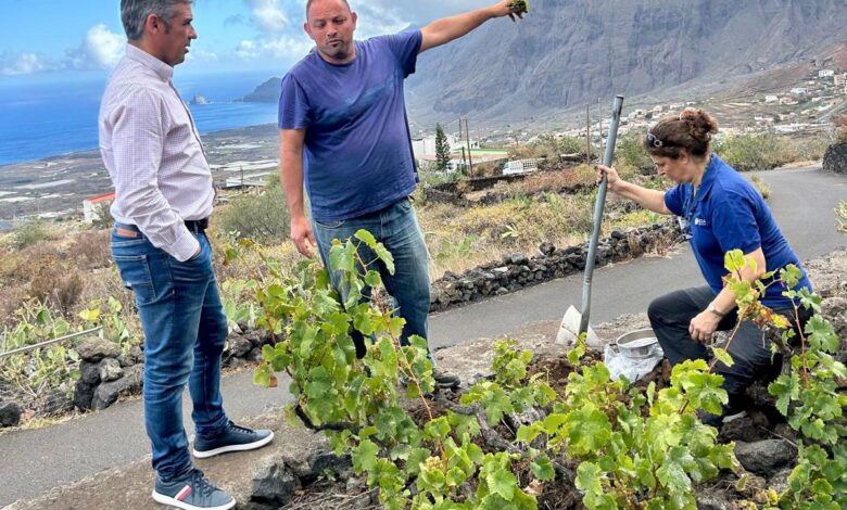 canarias-solicita-la-inclusion-en-el-registro-comercial-de-dos-variedades-de-vina-recuperadas-en-el-hierro