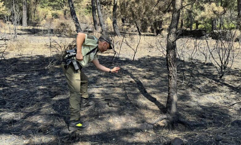 la-comunidad-de-madrid-se-persona-como-acusacion-particular-contra-el-presunto-autor-de-un-incendio-forestal-que-arraso-200-hectareas-el-verano-pasado