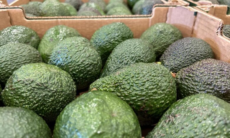 el-‘aguacate-de-canarias’-obtiene-el-sello-de-calidad-europeo-de-indicacion-geografica-protegida-(igp)
